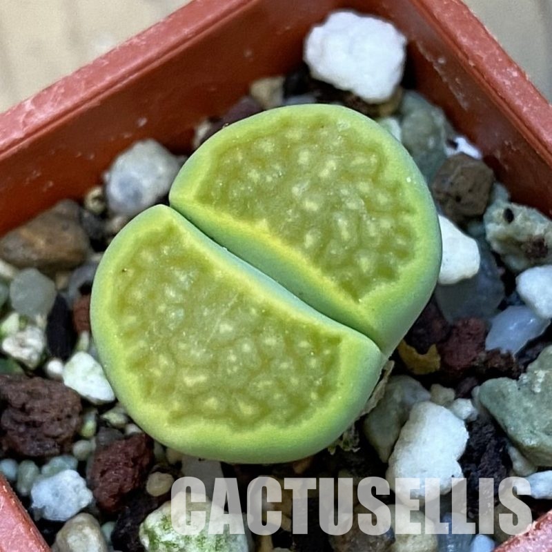 SH34250 Lithops hallii 'Green Soapstone'