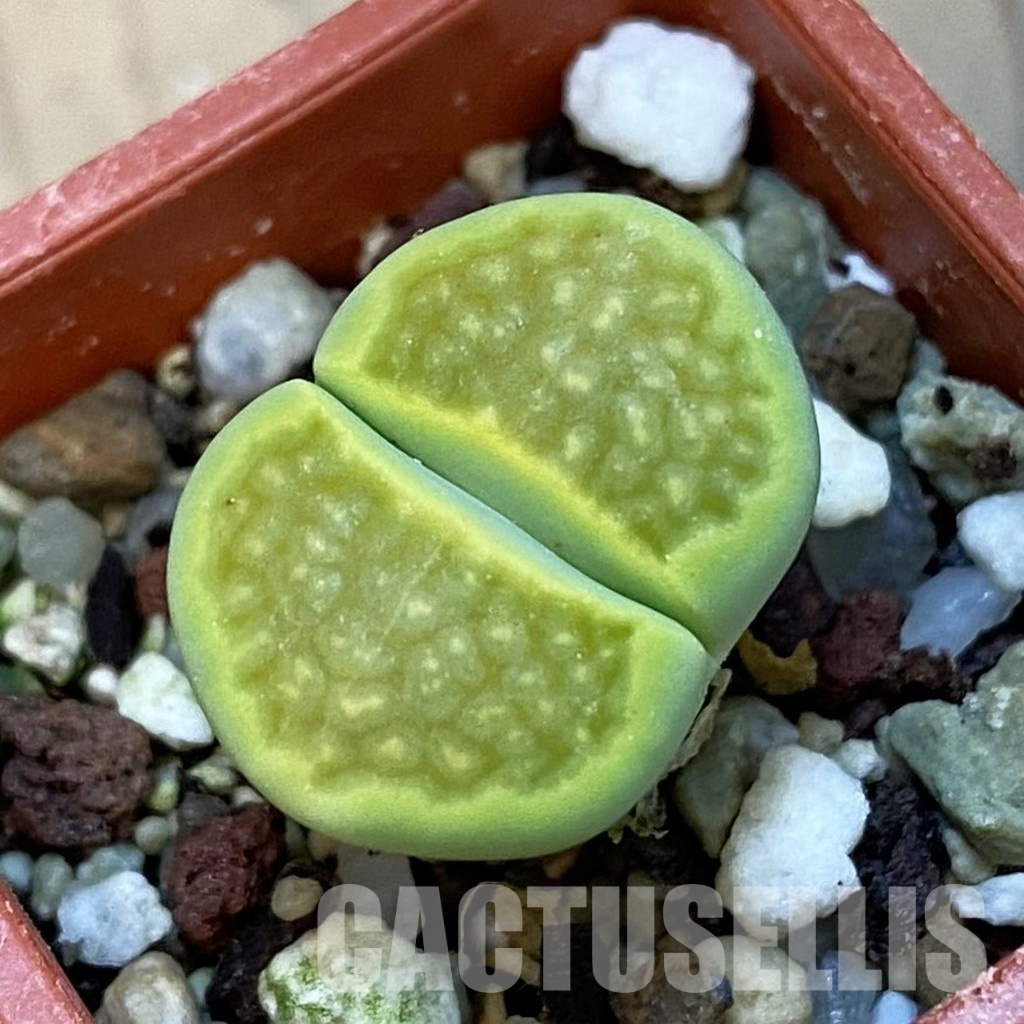 SH34250 Lithops hallii 'Green Soapstone'