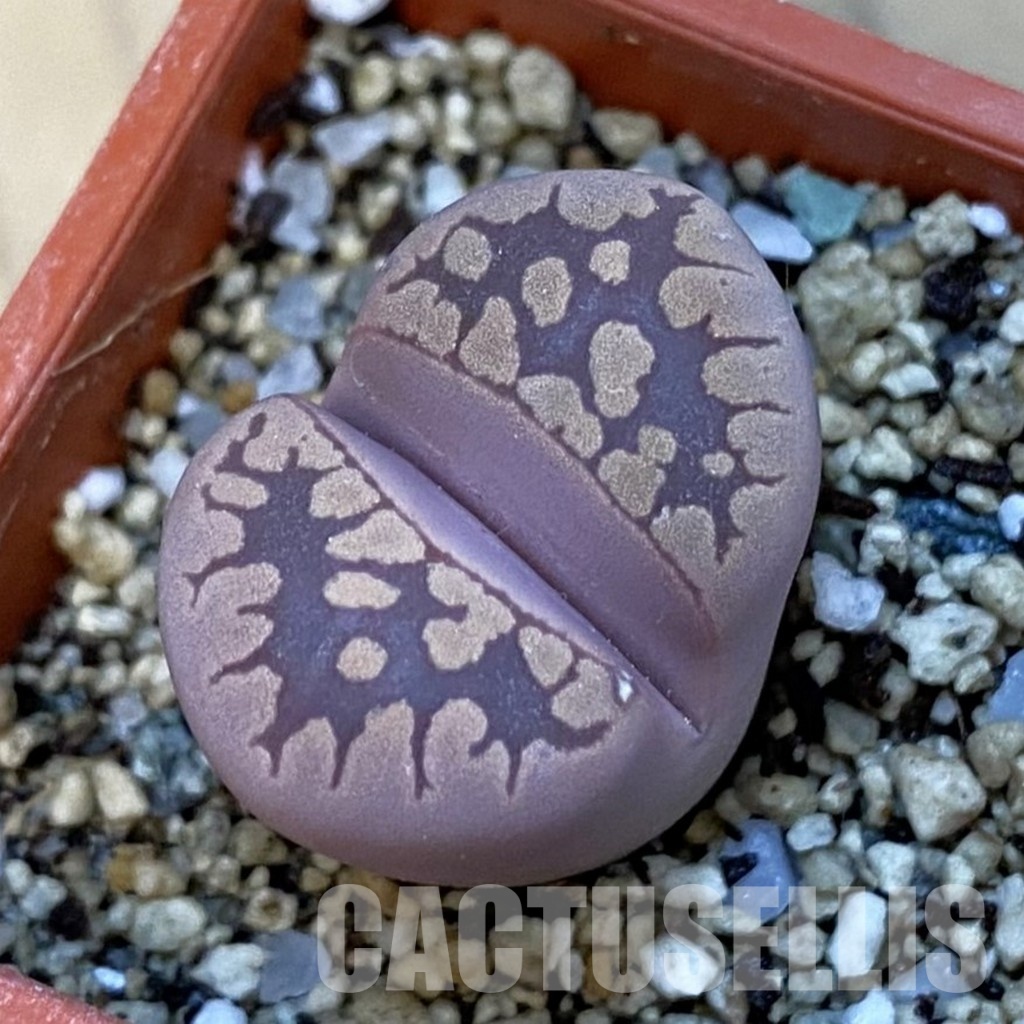 SH34253 Lithops otzeniana 'Cesky Granat'