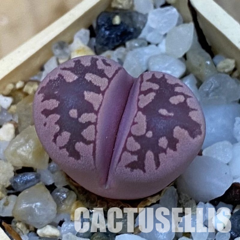 SH34254 Lithops otzeniana 'Cesky Granat'