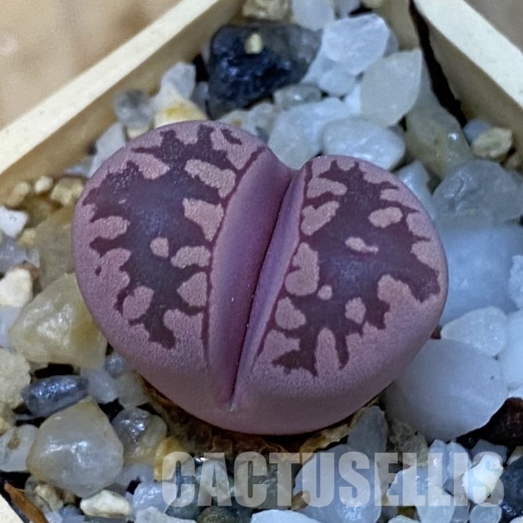 SH34254 Lithops otzeniana 'Cesky Granat'