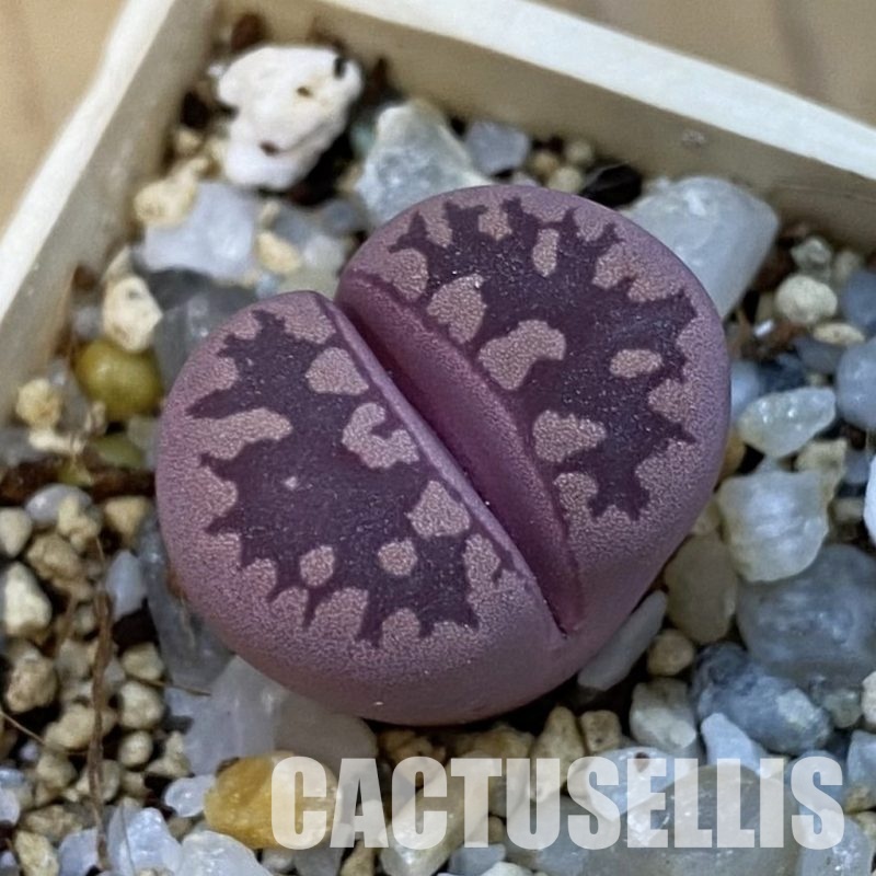 SH34255 Lithops otzeniana 'Cesky Granat'