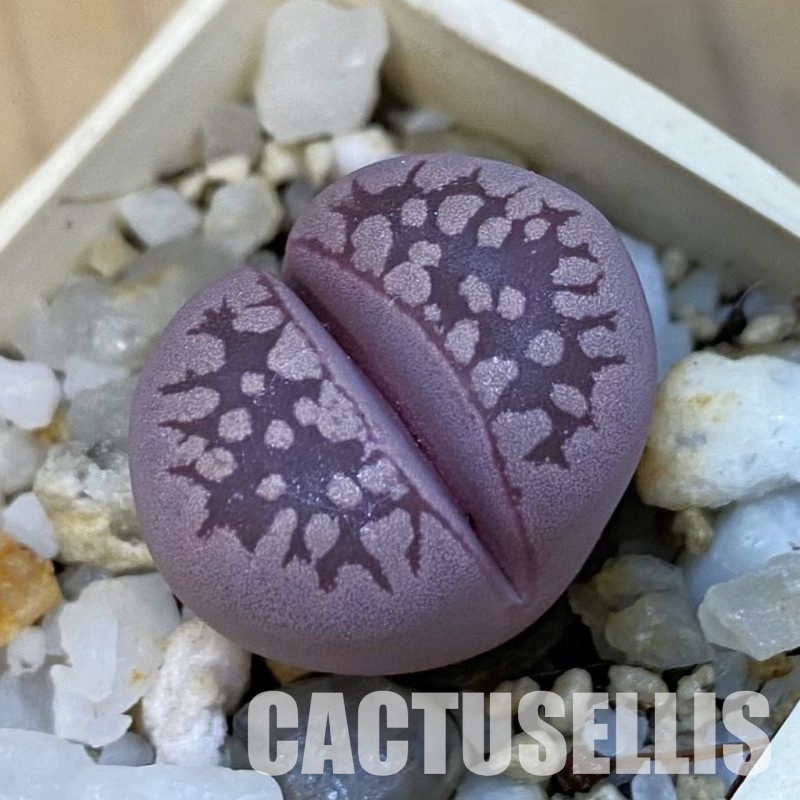 SH34256 Lithops otzeniana 'Cesky Granat'