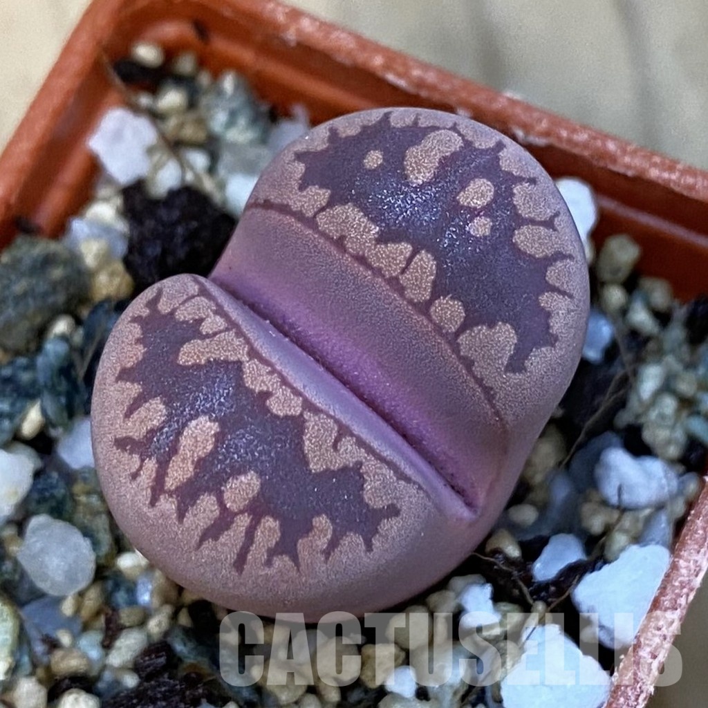 SH34257 Lithops otzeniana 'Cesky Granat'