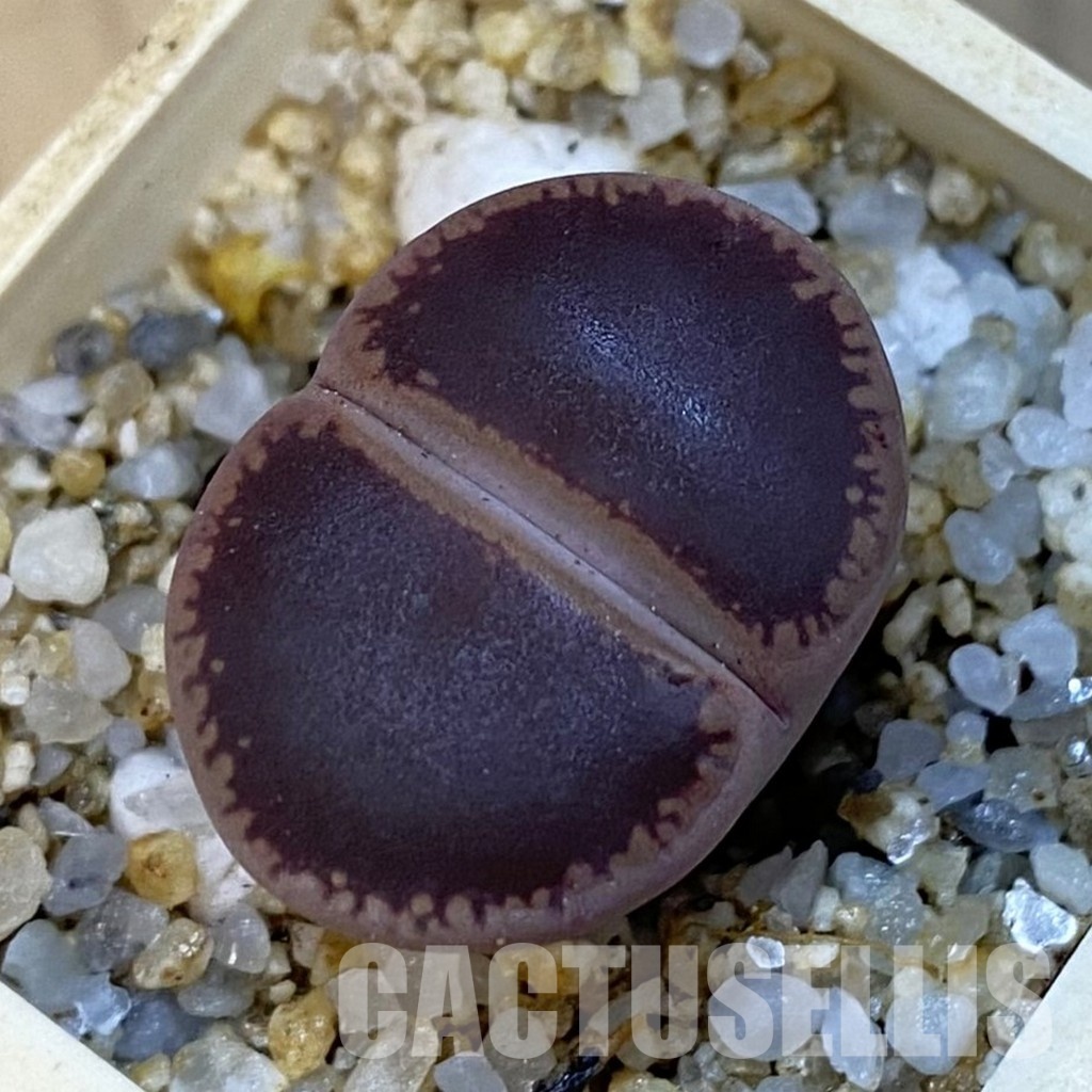 SH34258 Lithops aucampiae 'Ko'