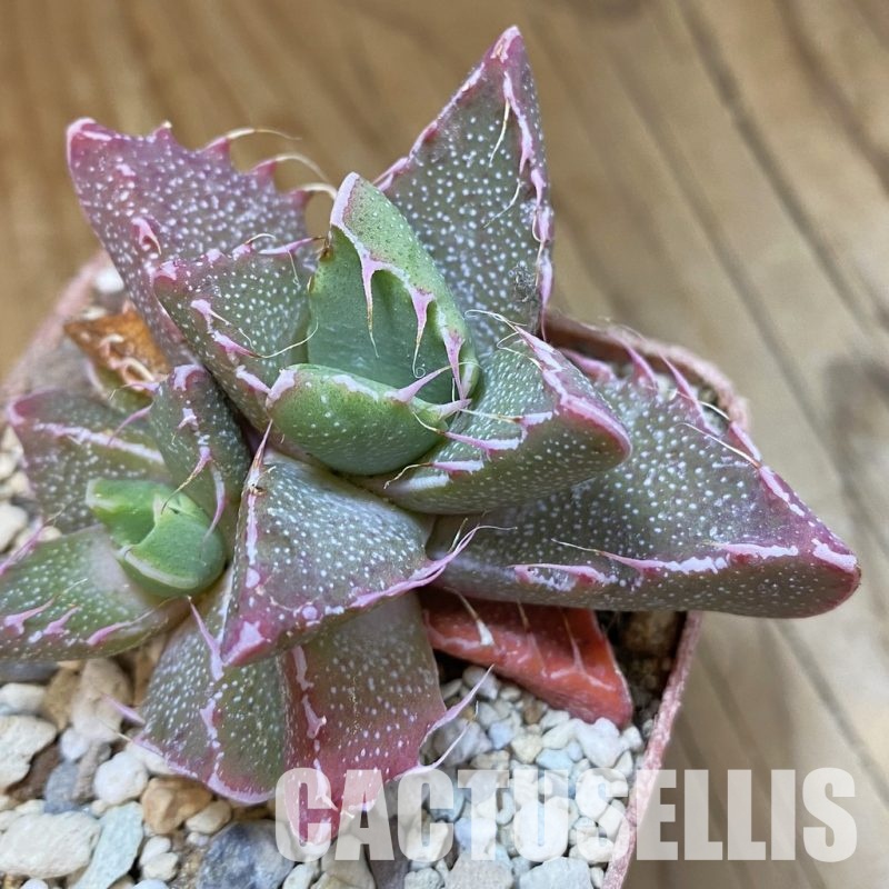 SH34201 Faucaria felina SH 2388