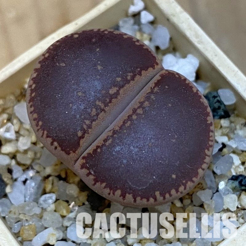 SH34259 Lithops aucampiae 'Ko'