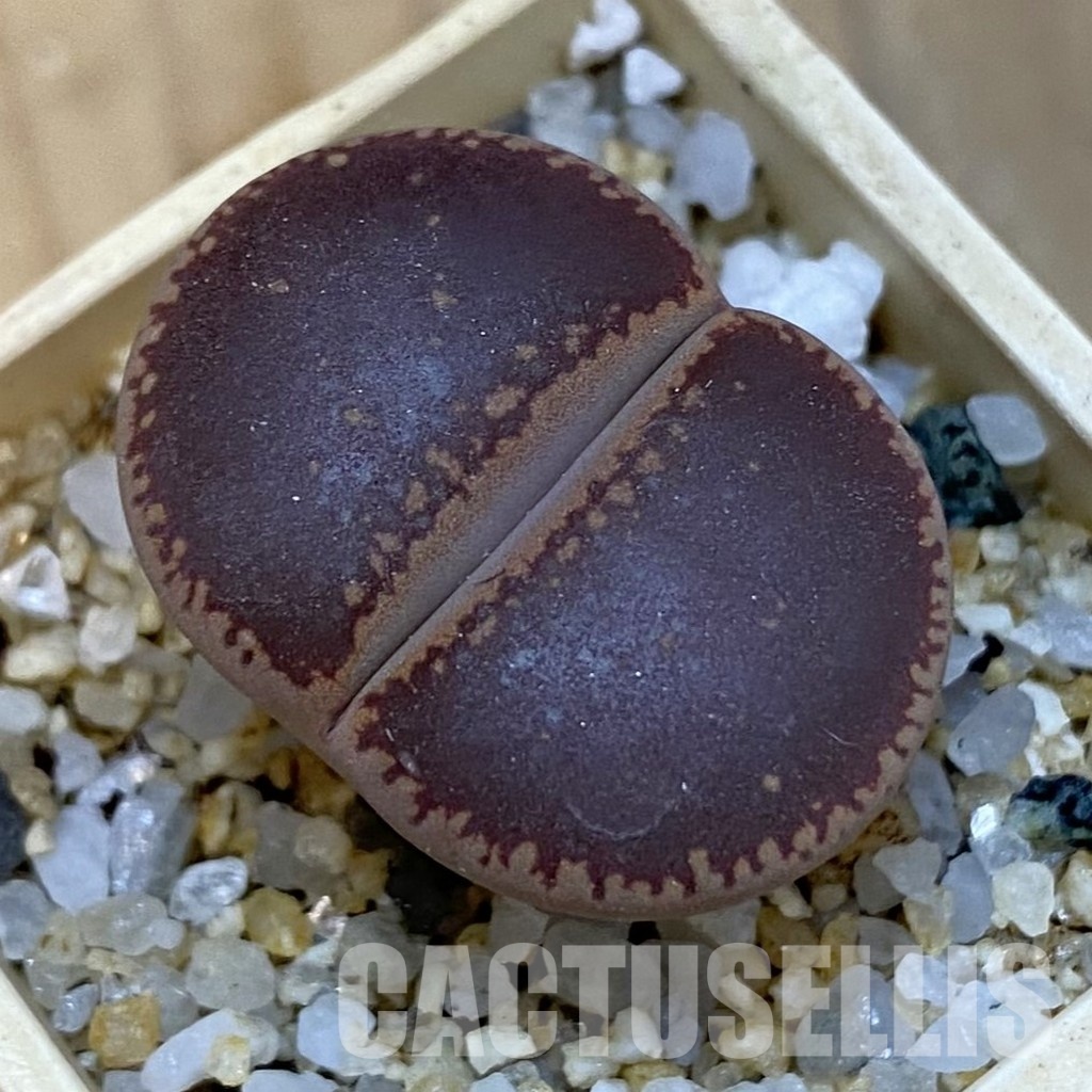 SH34259 Lithops aucampiae 'Ko'