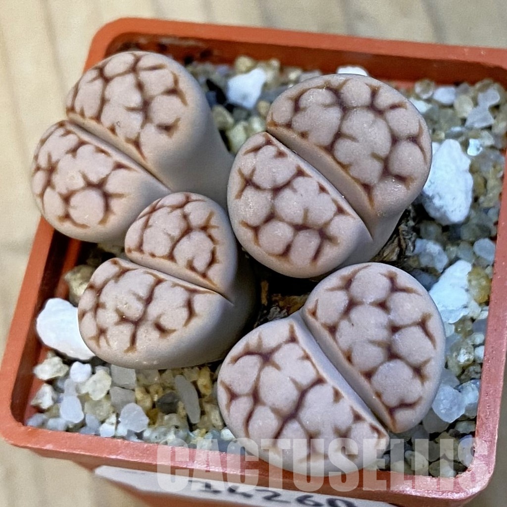 SH34260 Lithops karasmontana v. erniana