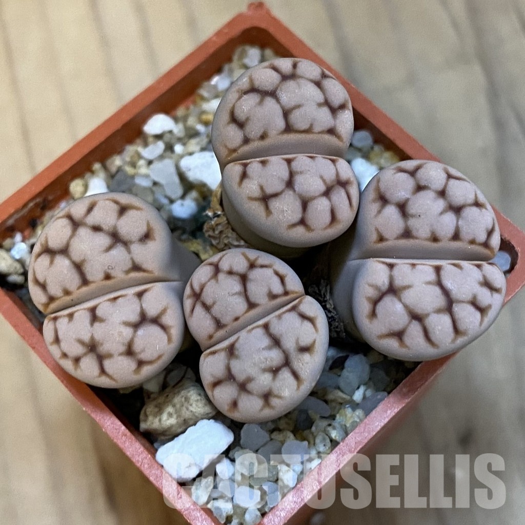 SH34260 Lithops karasmontana v. erniana - Image 2