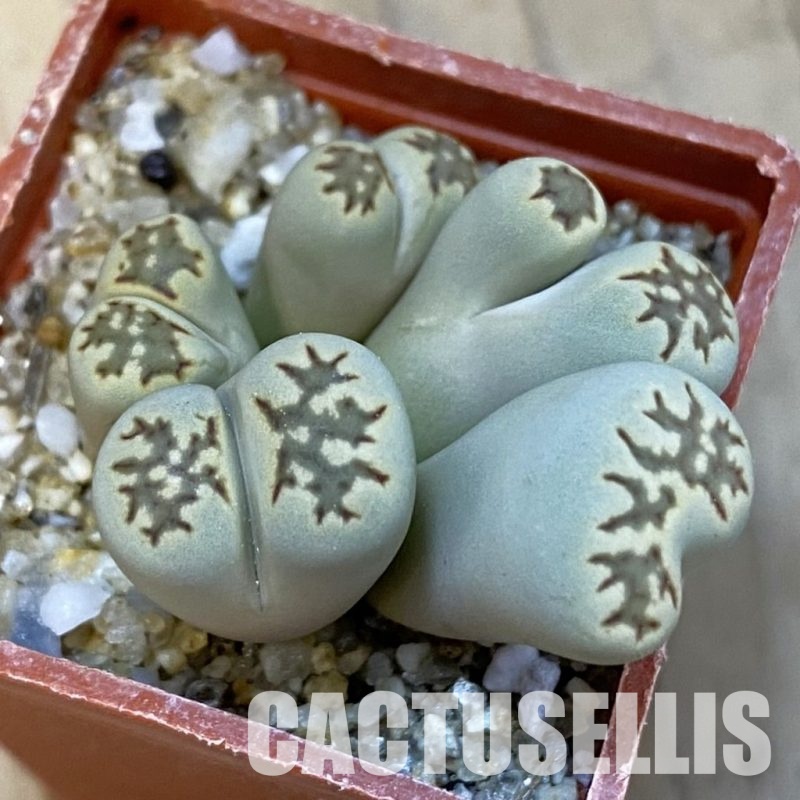 SH34261 Lithops julii fulleri f. monstrosa
