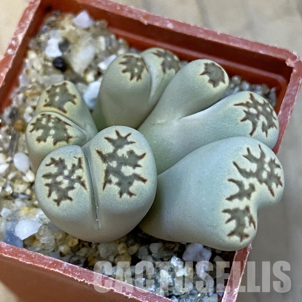 SH34261 Lithops julii fulleri f. monstrosa