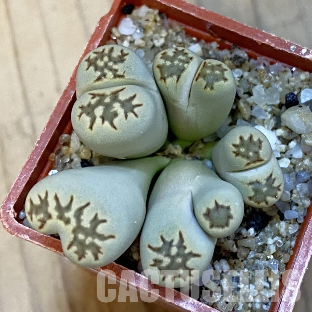 SH34261 Lithops julii fulleri f. monstrosa - Image 2
