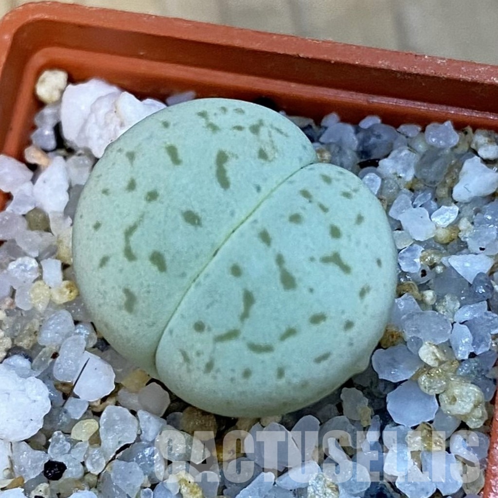 SH34262 Dinteranthus vanzylii 'Emerald'