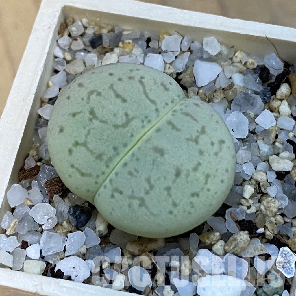 SH34263 Dinteranthus vanzylii 'Emerald'