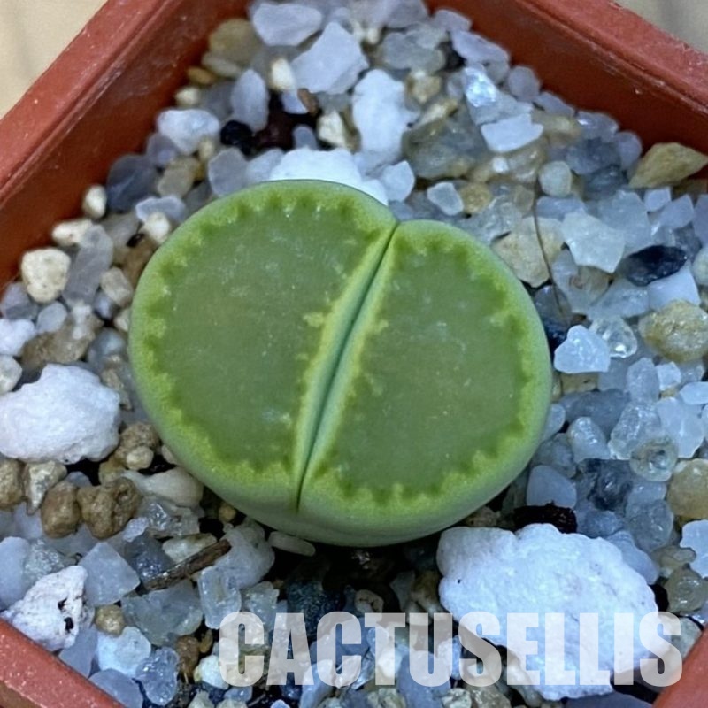 SH34264 Lithops hallii ‘Yellow Biscuit’ select form