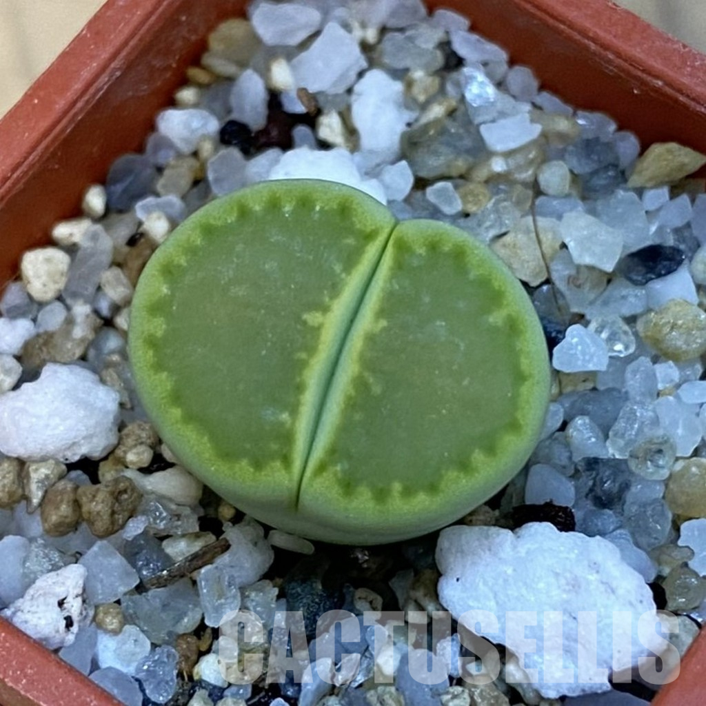 SH34264 Lithops hallii ‘Yellow Biscuit’ select form