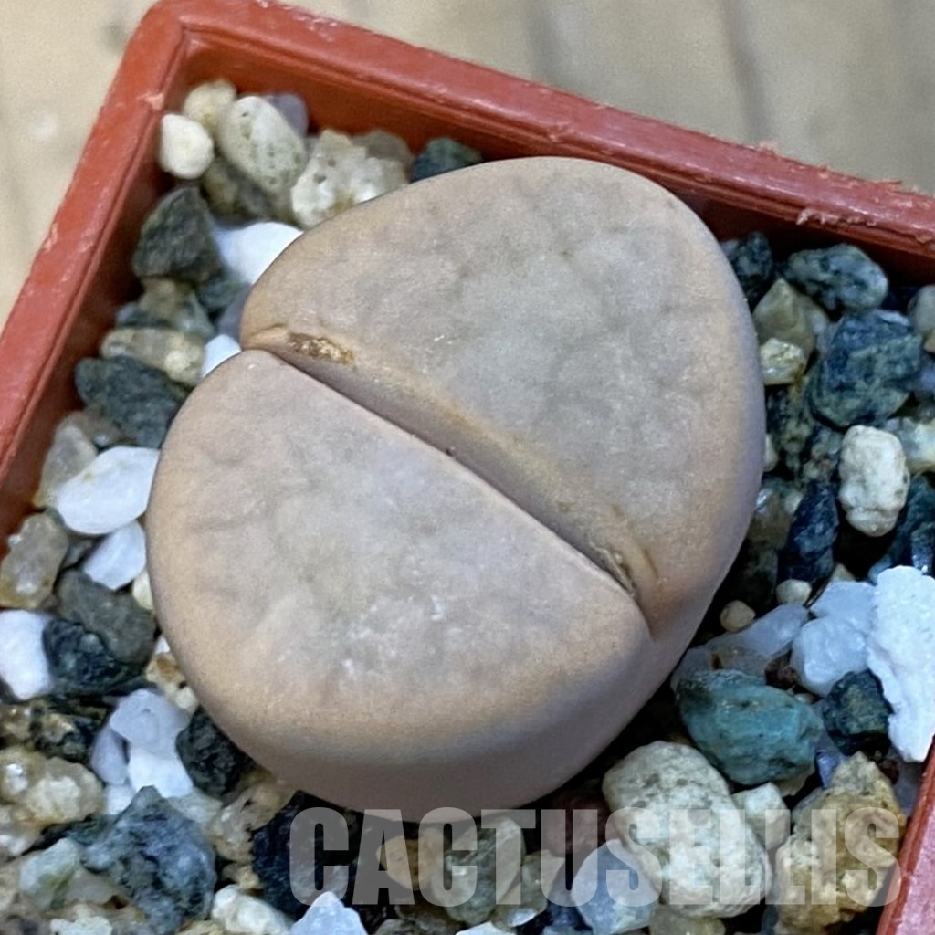 SH34265 Lithops karasmontana v. opalina