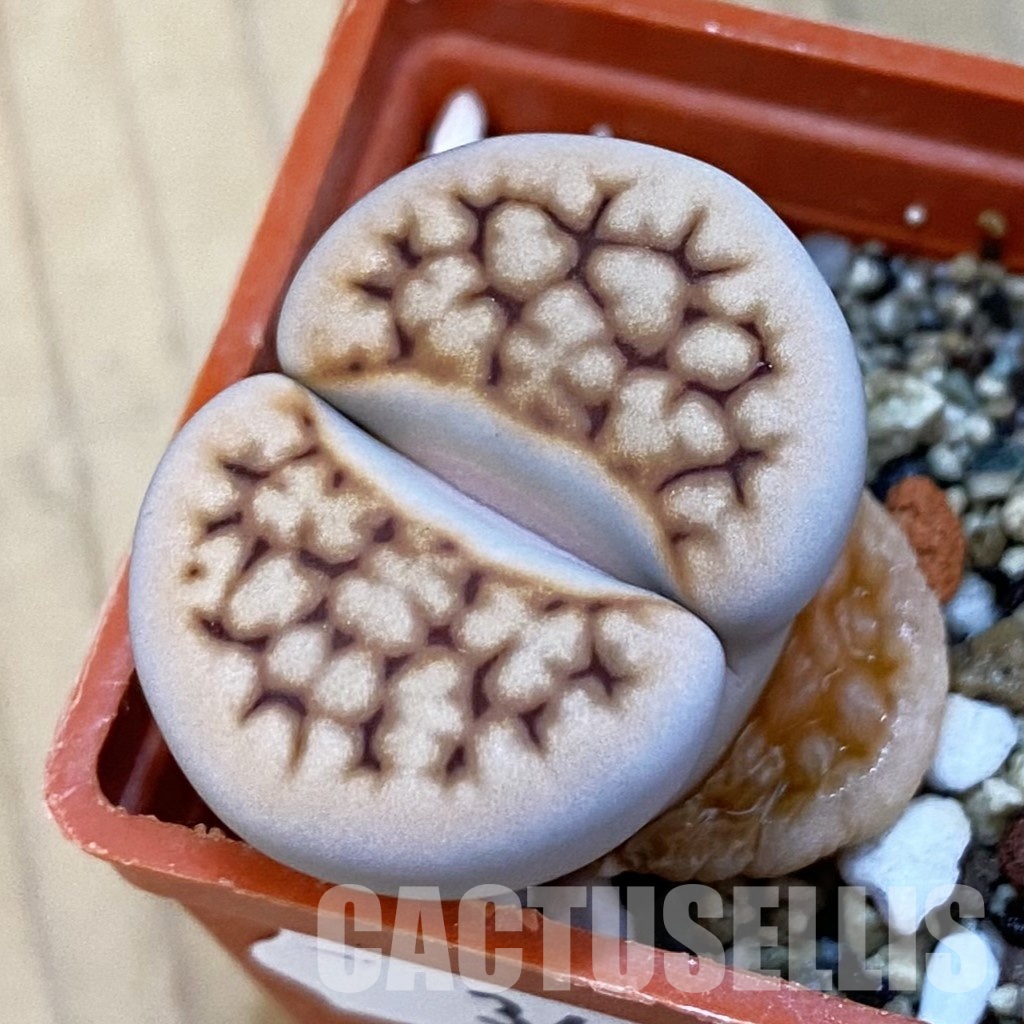 SH34266 Lithops karasmontana