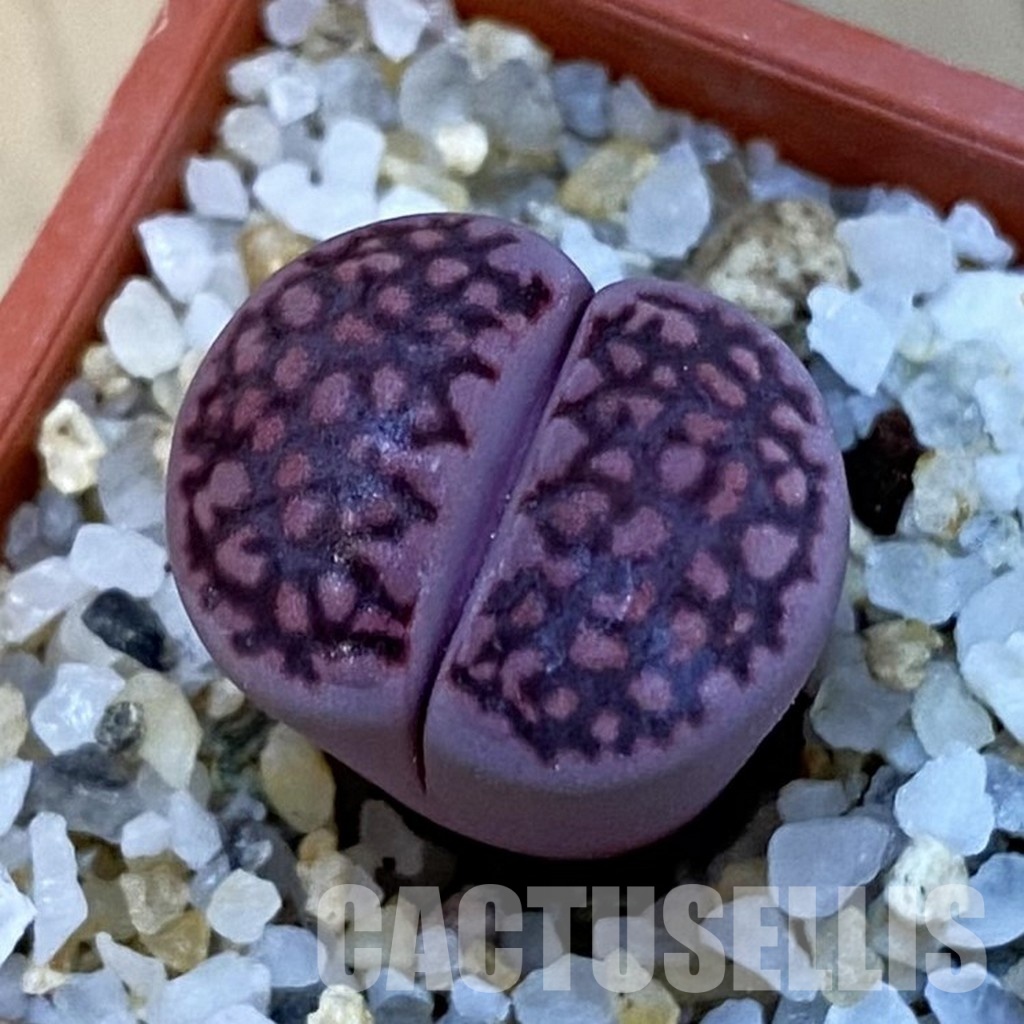 SH34267 Lithops salicola 'Sato's Violet' hybrid