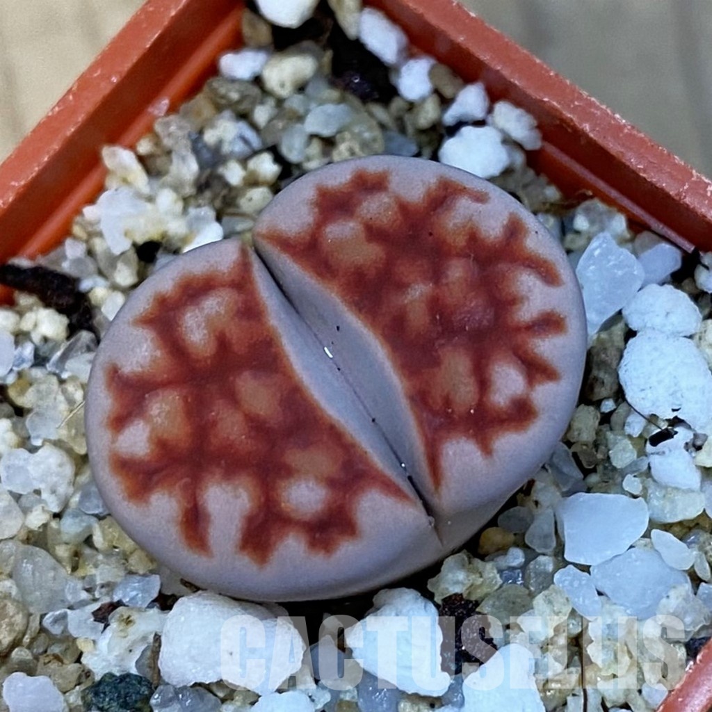 SH34269 Lithops karasmontana 'Top Red'