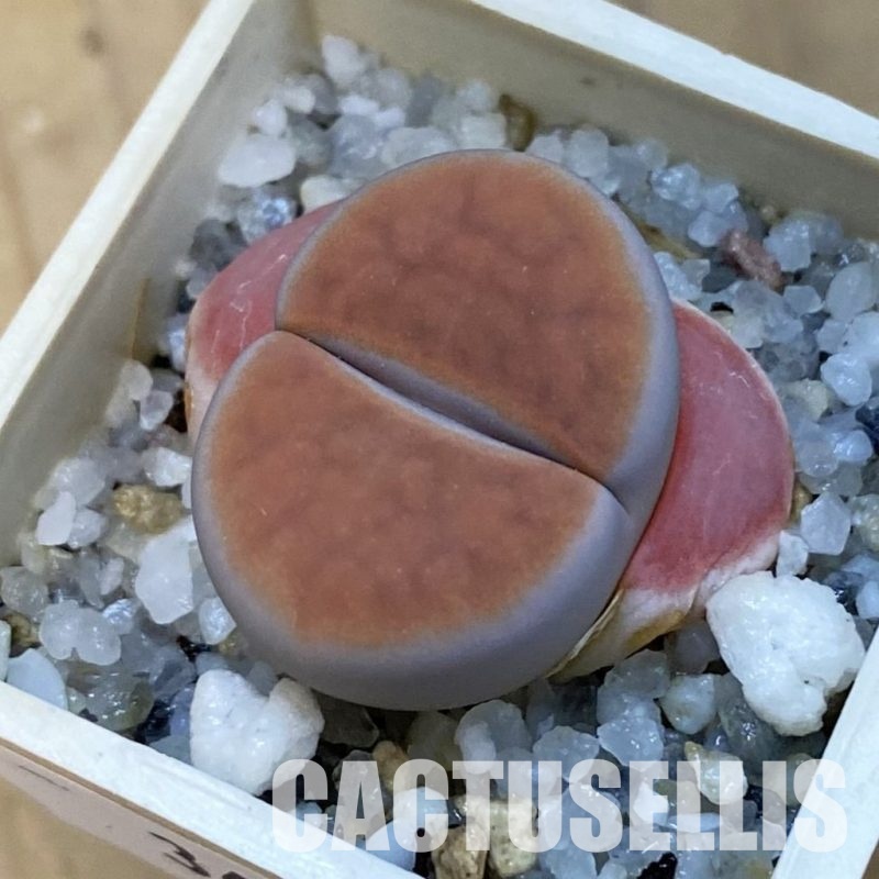 SH34270 Lithops karasmontana v. lateritia