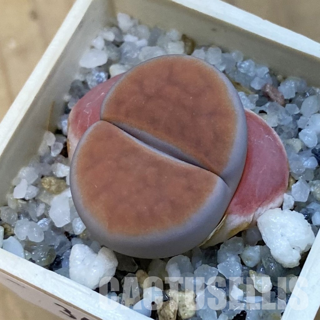 SH34270 Lithops karasmontana v. lateritia