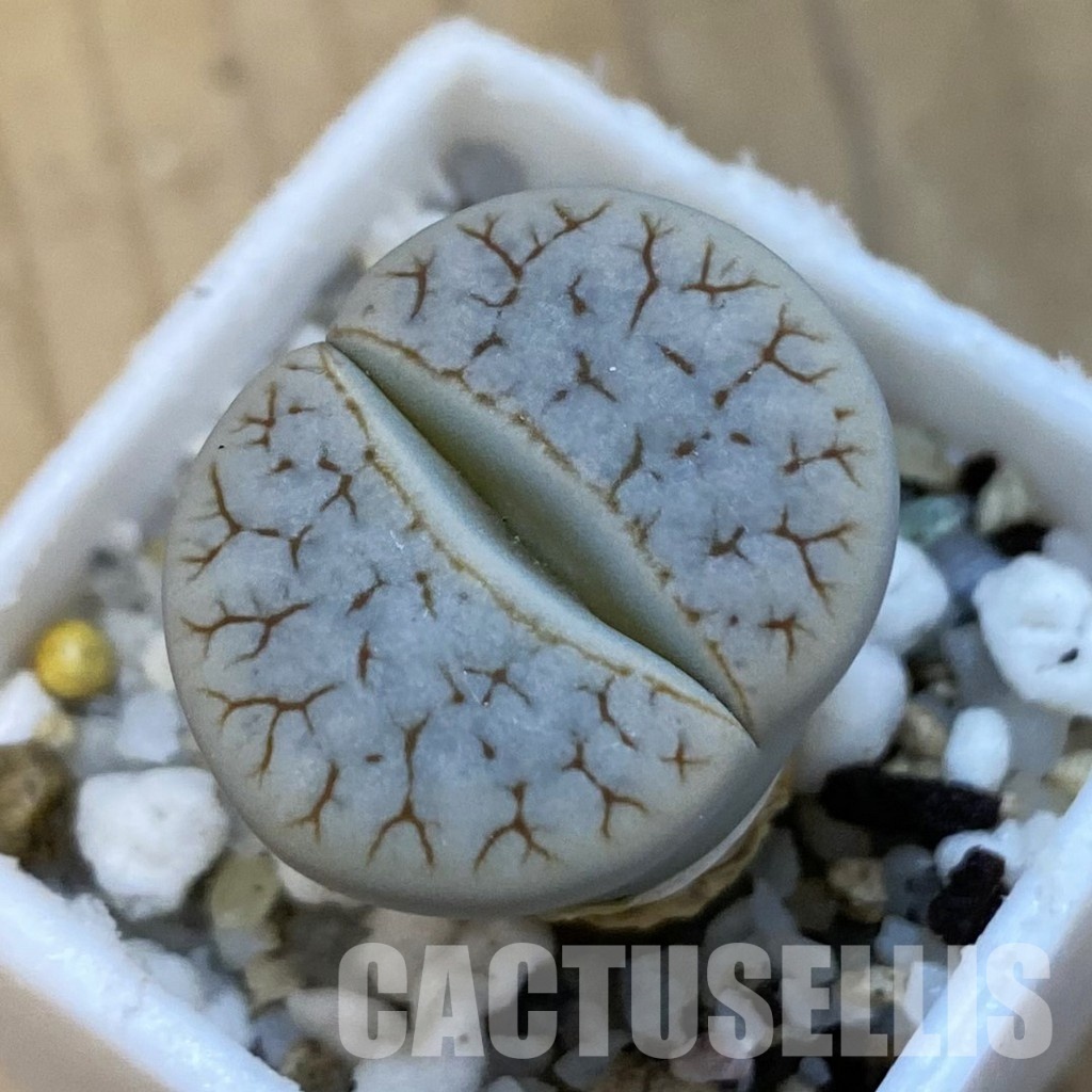 SH34271 Lithops pseudotruncatella ssp. dendritica C357