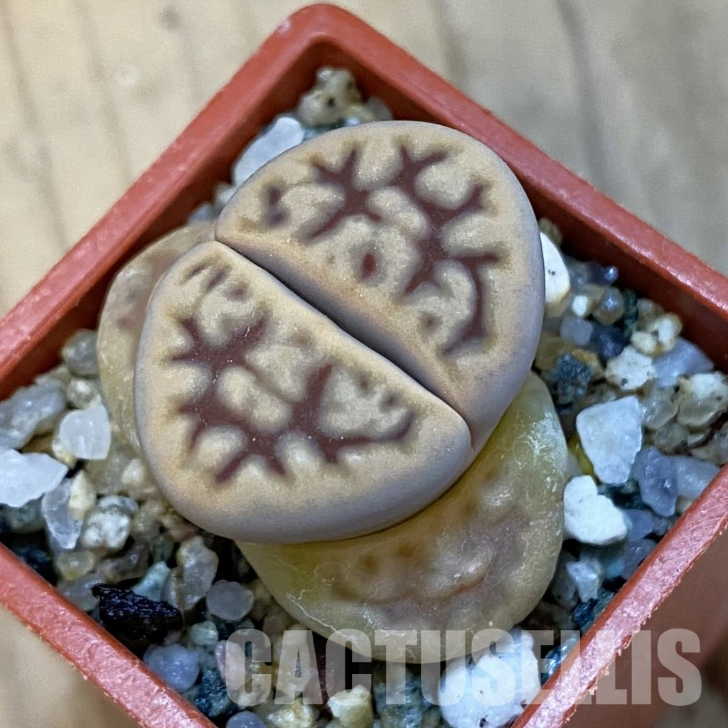 SH34272 Lithops karasmontana