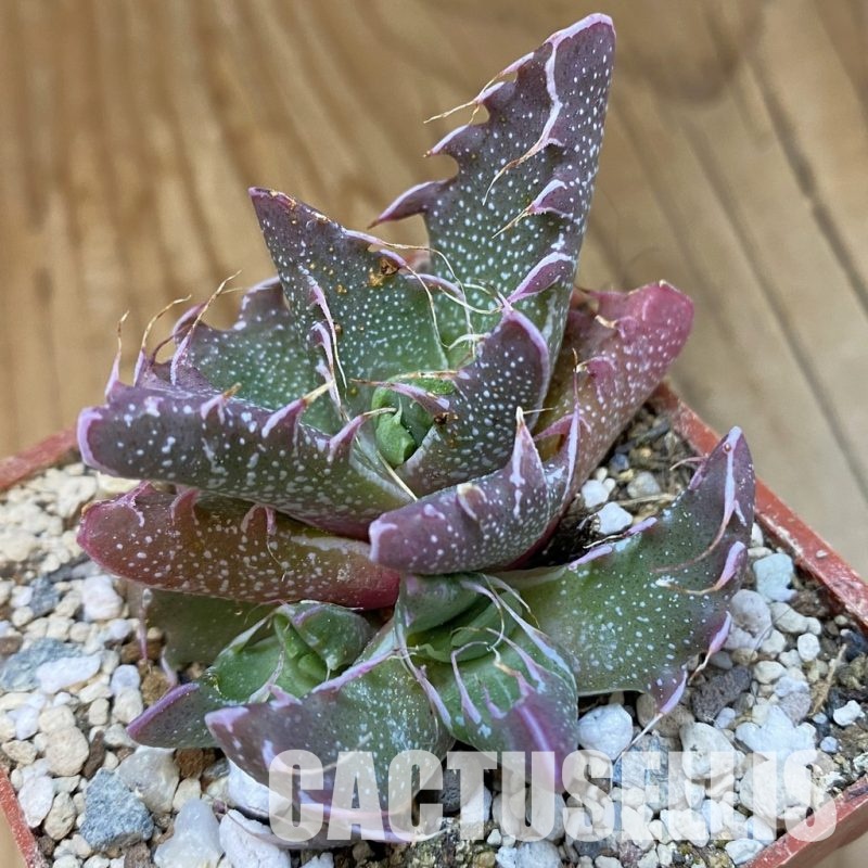 SH34202 Faucaria felina SH 2388