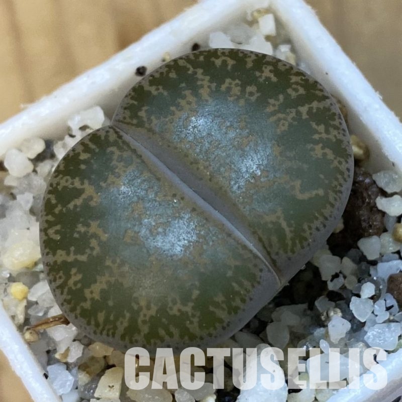 SH34273 Lithops lesliei C020