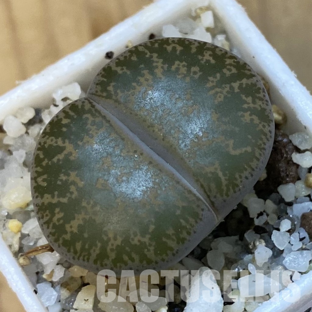 SH34273 Lithops lesliei C020
