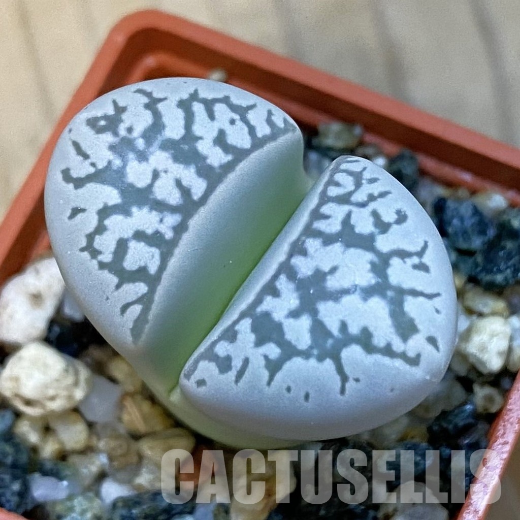SH34274 Lithops marmorata v. elisae