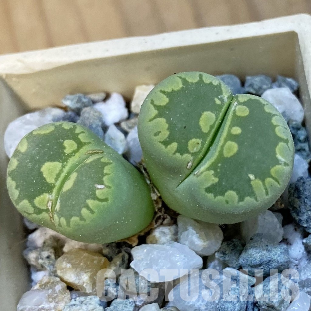 SH34279 Lithops otzeniana ‘Green form’