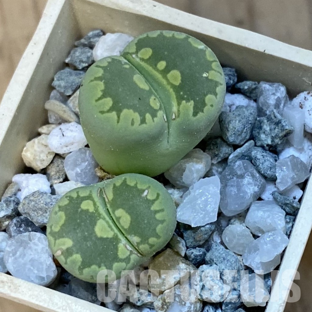 SH34279 Lithops otzeniana ‘Green form’ - Image 2