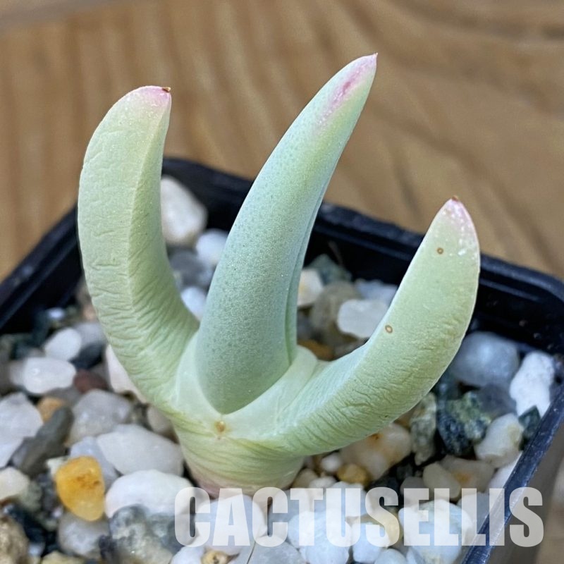 SH34197 Cheiridopsis candidissima, grafted, 30 years old
