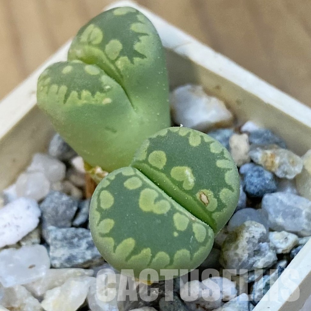 SH34280 Lithops otzeniana ‘Green form’