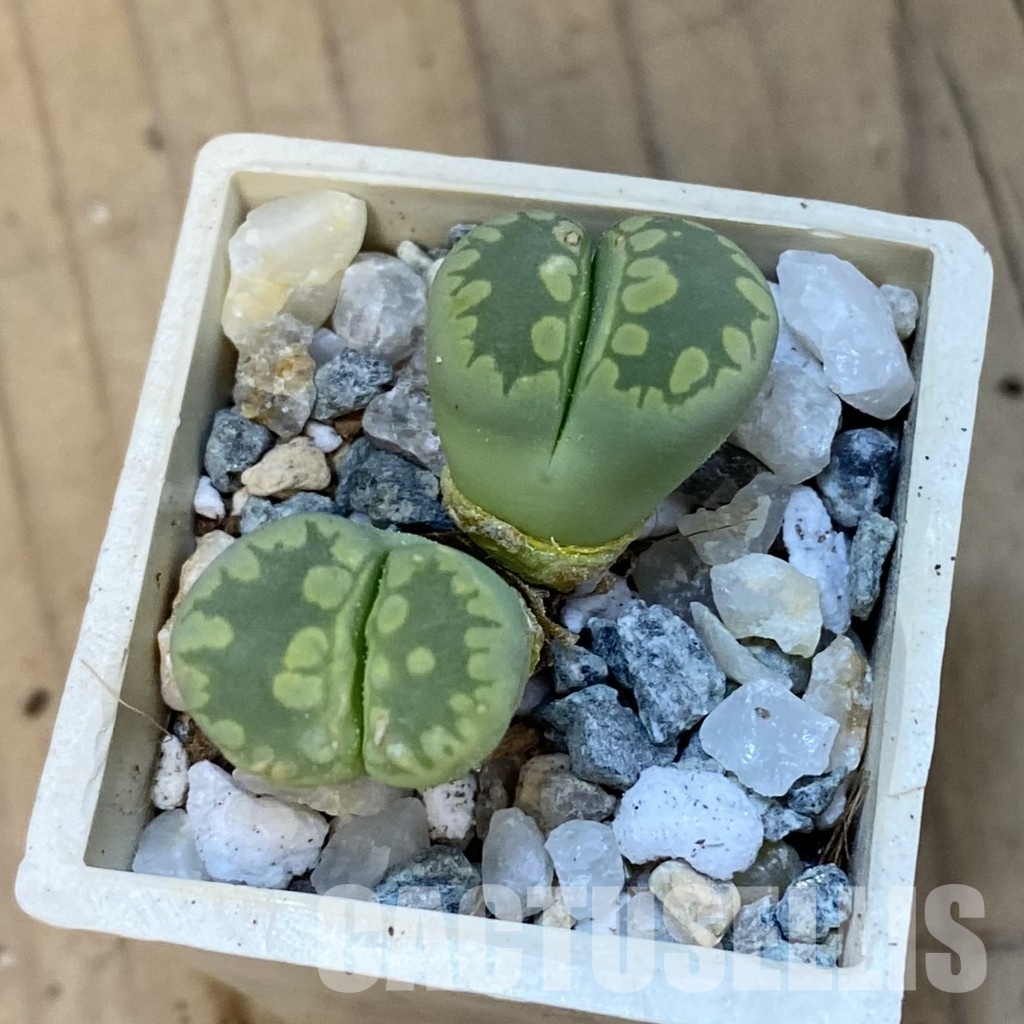 SH34280 Lithops otzeniana ‘Green form’ - Image 2