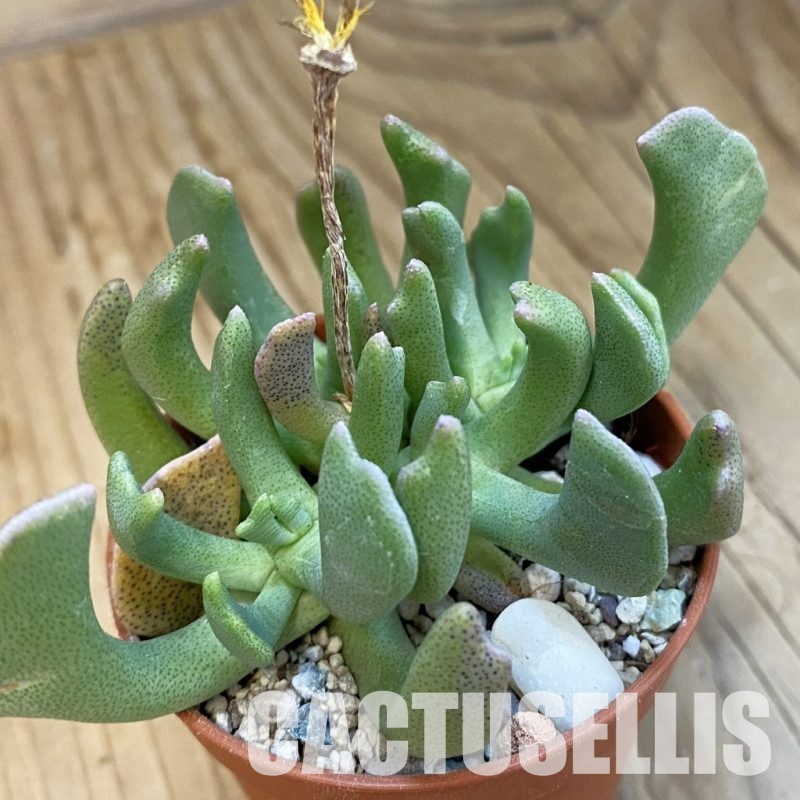 SH34281 Rhombophyllum dolabriforme