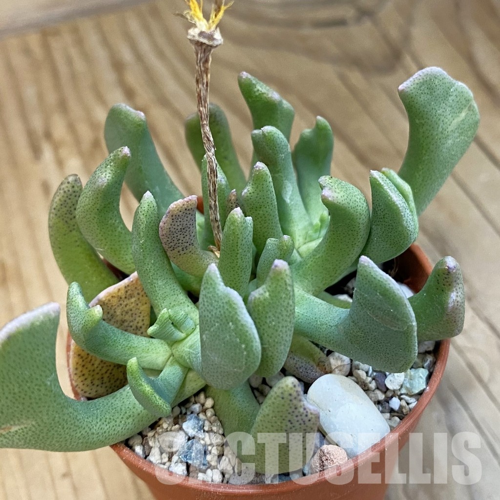 SH34281 Rhombophyllum dolabriforme
