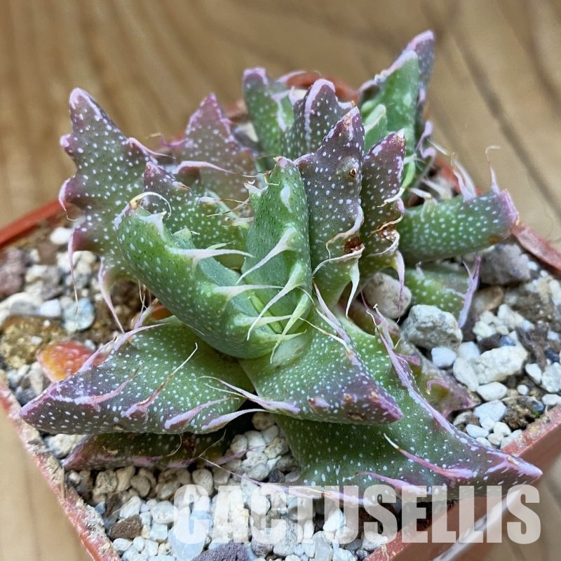 SH34203 Faucaria felina SH 2388