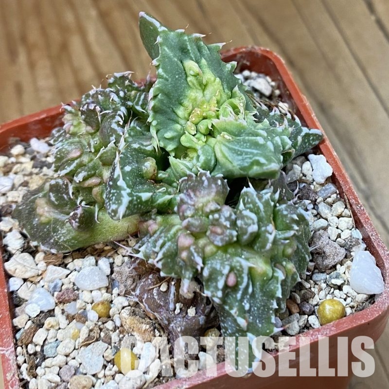 SH34204 Faucaria tuberculosa 'Aranami'