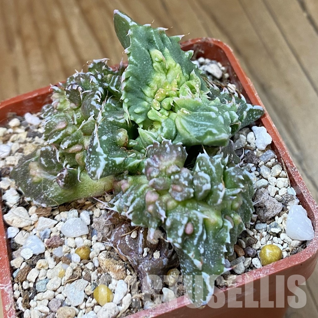 SH34204 Faucaria tuberculosa 'Aranami'