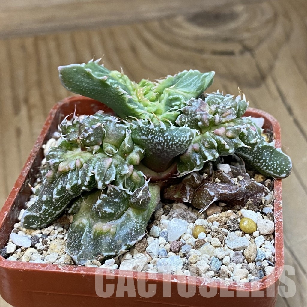 SH34204 Faucaria tuberculosa 'Aranami' - Imagen 2