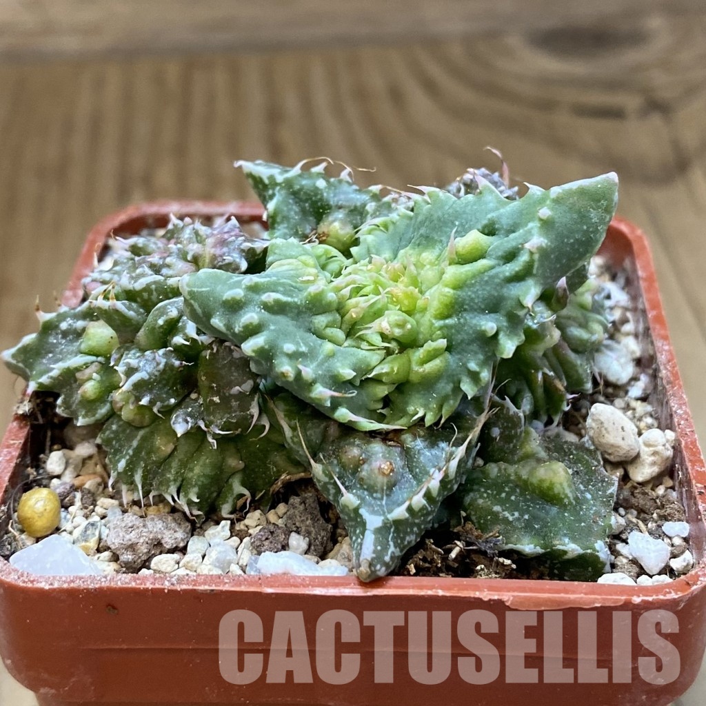 SH34204 Faucaria tuberculosa 'Aranami' - Imagen 3