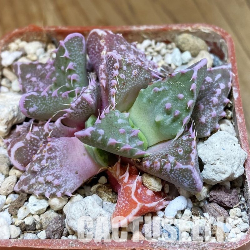 SH34205 Faucaria tuberculosa