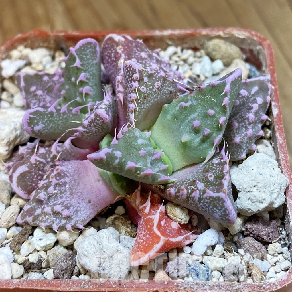 SH34205 Faucaria tuberculosa