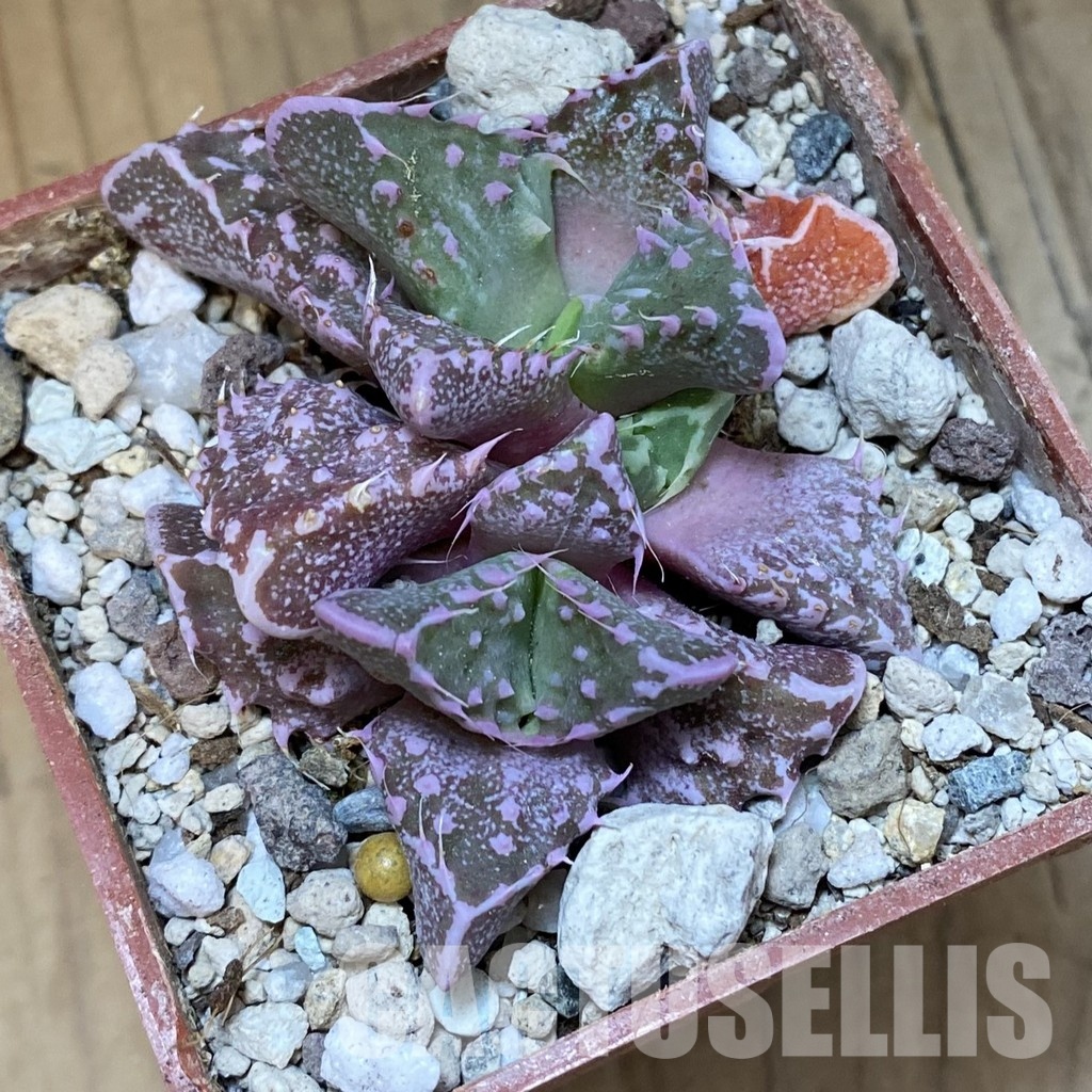SH34205 Faucaria tuberculosa - Image 2