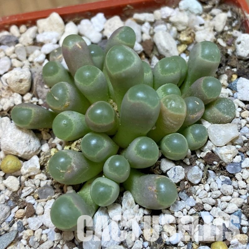 SH34208 Fenestraria rhopalophylla SB 2178