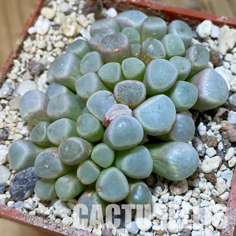 SH34210 Fenestraria aurantiaca -Port Nolloth-